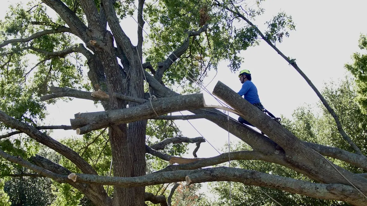 Professional Crown Thinning performed by certified arborists in Geismar